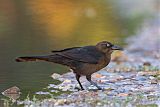 Great-tailed Grackleborder=